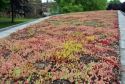 Extensive green roof